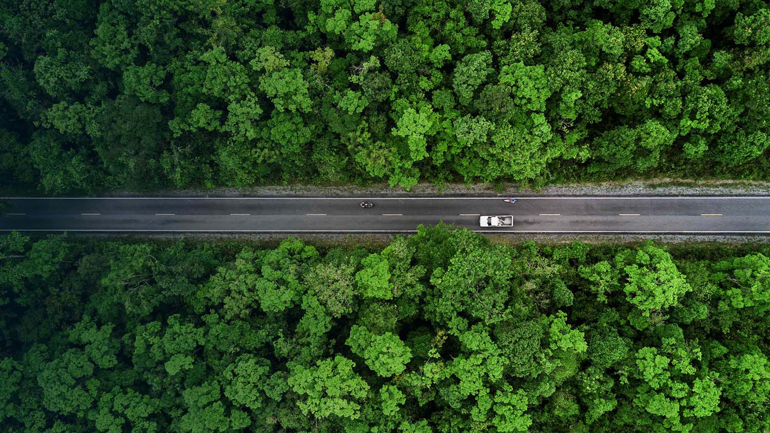 Coche conduciendo por un bosque